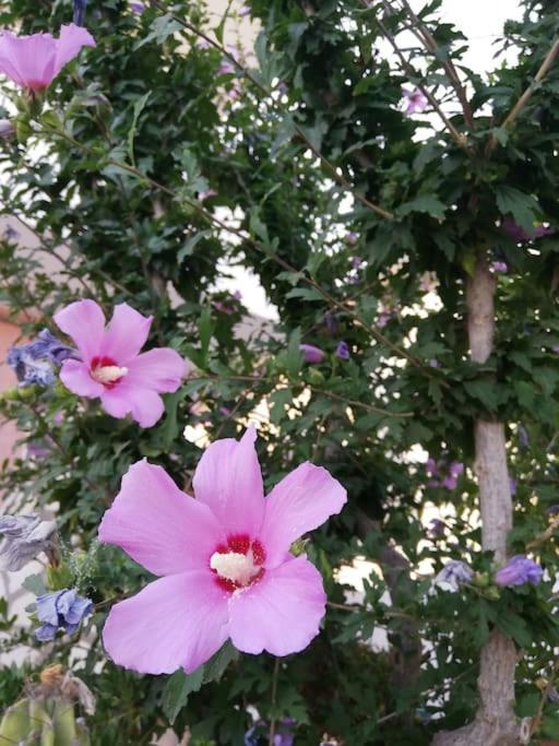 La Casa Di Periferia Daire Bari Dış mekan fotoğraf